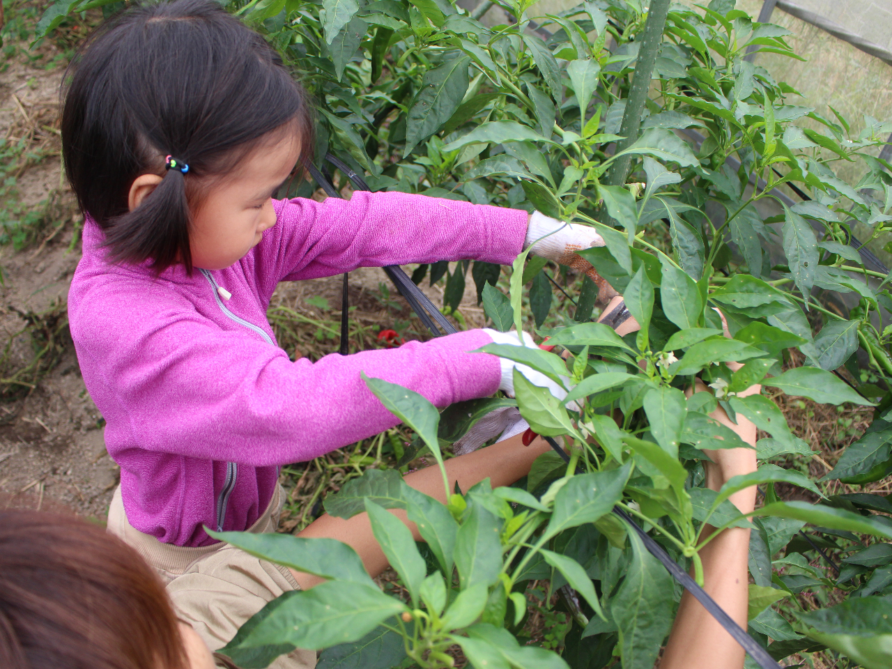 ���n�����������؂̌������������J�Ƀ��N�`���[�I�����Ȏq�����ꏏ�ɎQ���ł��܂��B