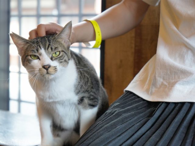 猫くら 30分コース かわいい猫ちゃんたちに癒されよう 猫の月さくらやま じゃらん遊び体験 猫くら 30分コース かわいい猫ちゃんたちに癒されよう 猫の月さくらやま じゃらん遊び体験