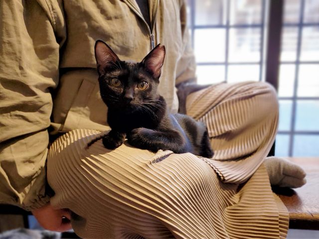 猫くら 30分コース かわいい猫ちゃんたちに癒されよう 猫の月さくらやま じゃらん遊び体験 猫くら 30分コース かわいい猫ちゃんたちに癒されよう 猫の月さくらやま じゃらん遊び体験