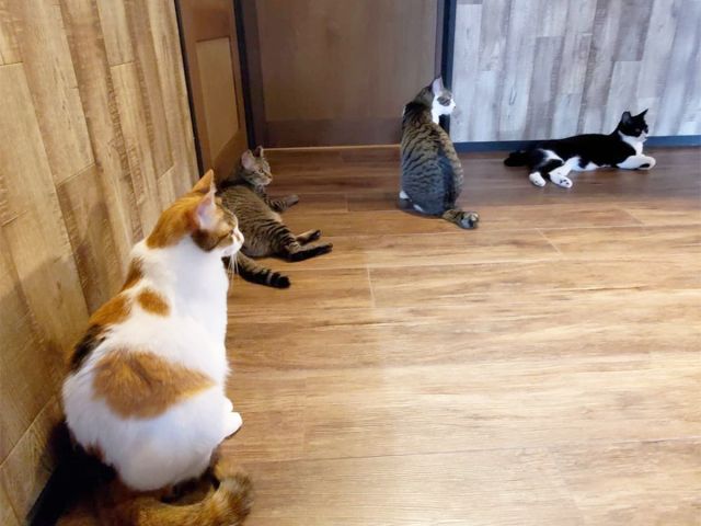 猫くら 30分コース かわいい猫ちゃんたちに癒されよう 猫の月さくらやま じゃらん遊び体験 猫くら 30分コース かわいい猫ちゃんたちに癒されよう 猫の月さくらやま じゃらん遊び体験