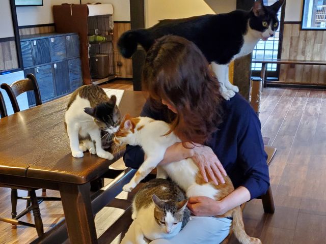 猫くら 30分コース かわいい猫ちゃんたちに癒されよう 猫の月さくらやま じゃらん遊び体験 猫くら 30分コース かわいい猫ちゃんたちに癒されよう 猫の月さくらやま じゃらん遊び体験