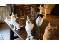 穂高駅周辺の動物カフェランキングtop1 じゃらんnet 穂高駅周辺の動物カフェランキングtop1 じゃらんnet