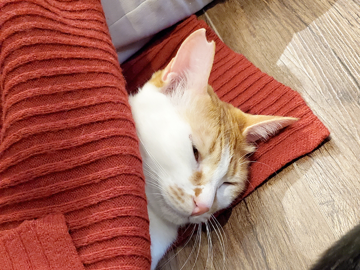 猫くら ６０分コース かわいい猫ちゃんたちに癒されよう 猫の月さくらやま じゃらん遊び体験