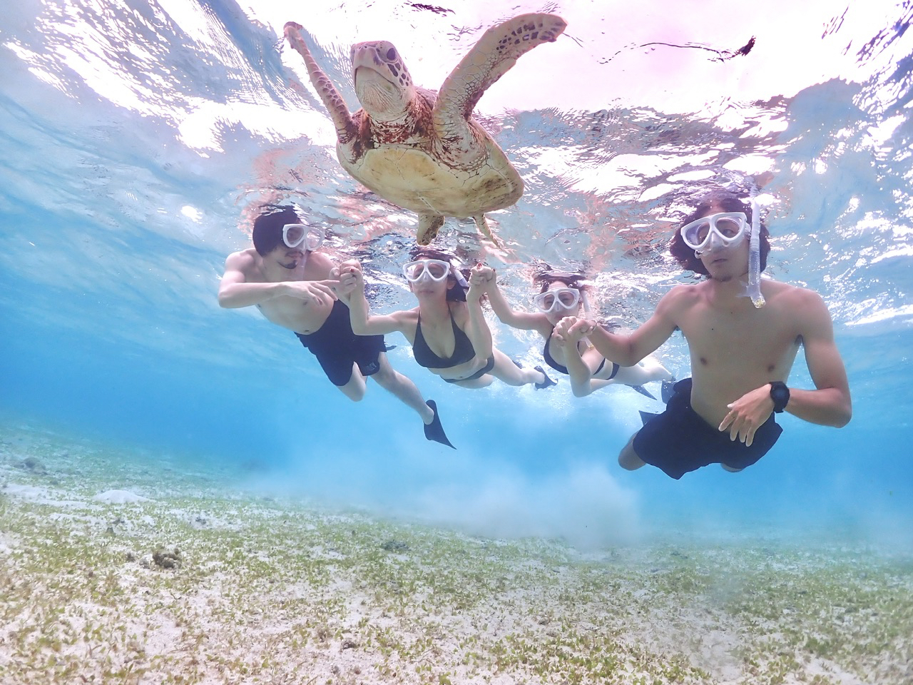 今までうみがめ遭遇率100%!