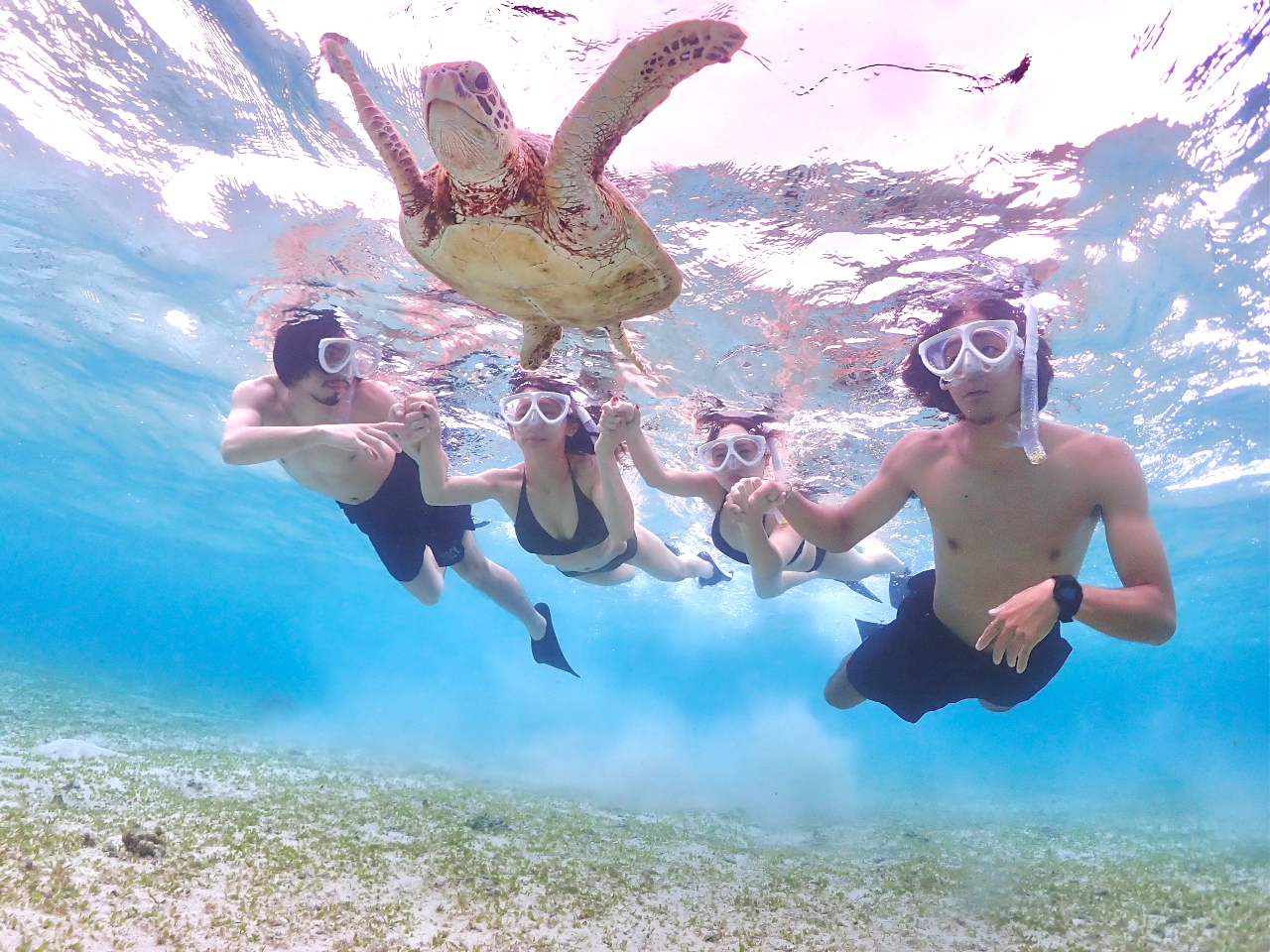 今までうみがめ遭遇率100%!