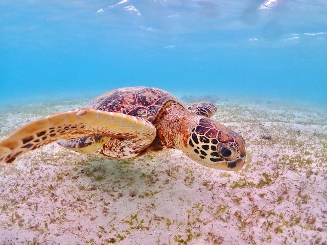 とても近くで見れちゃいます!