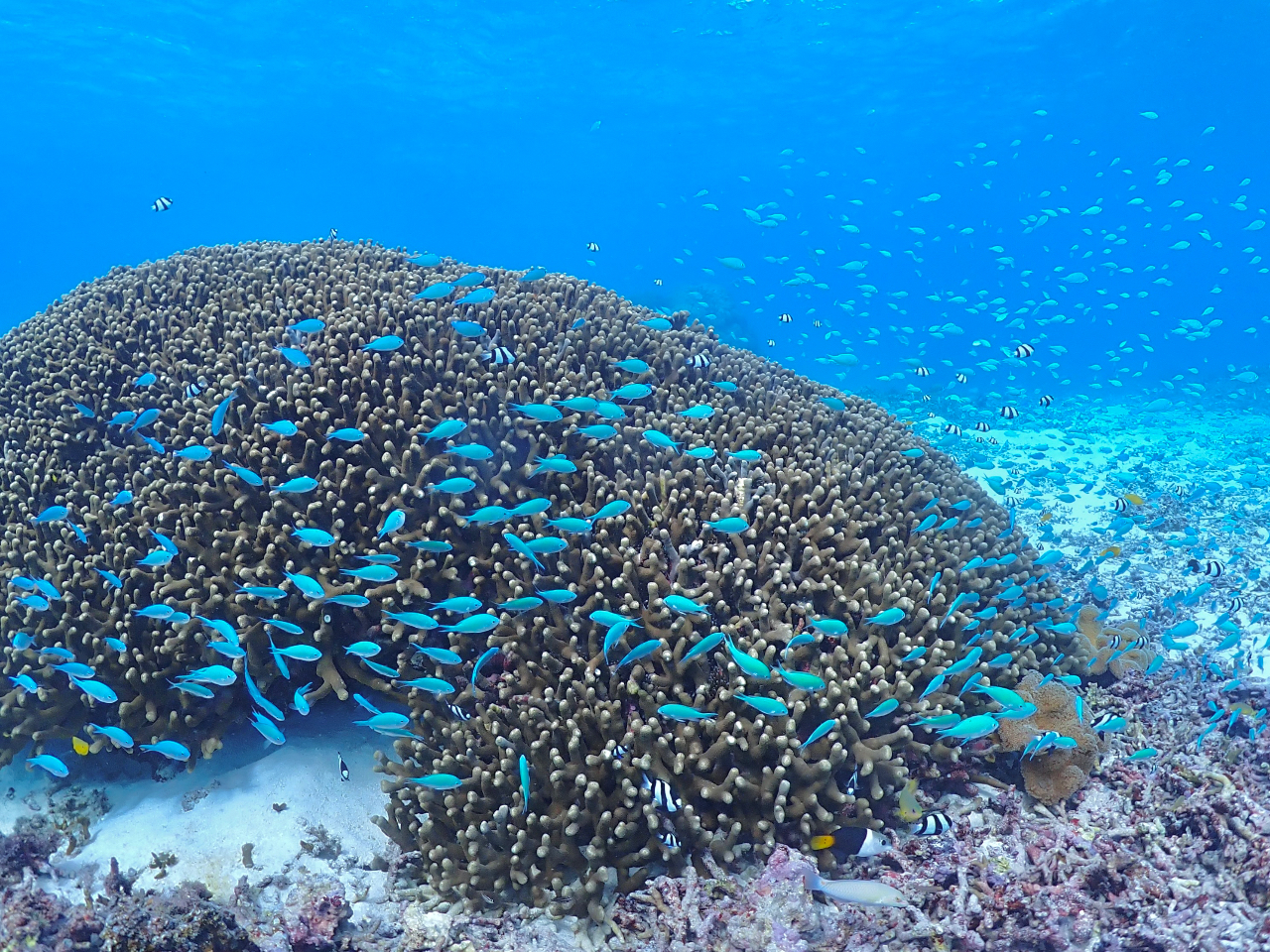 珊瑚や熱帯魚もたくさん!