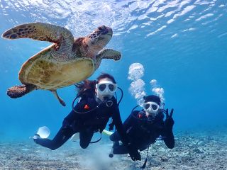 うみがめに会えるビーチもございます!