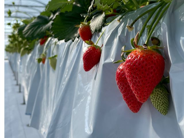 群馬が誇るやよいひめ!味はどこにも負けません!