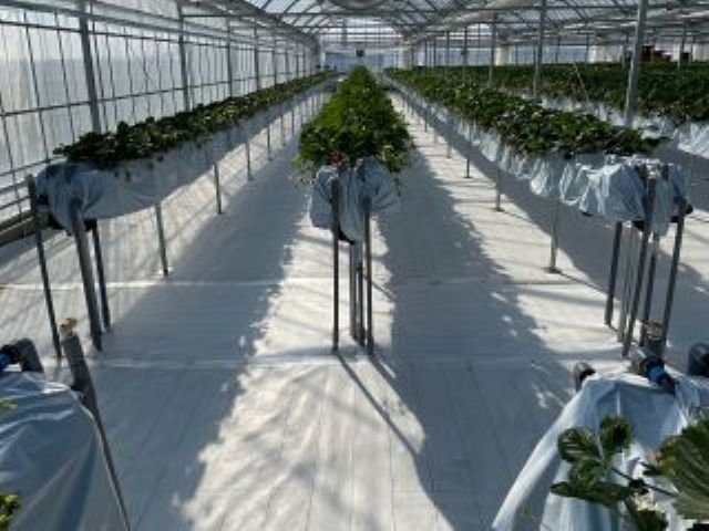 バリアフリーです!車椅子の方専用にしておりますので、今まで行きたくても行けなかった方は是非ダンクバンズファームでいちご狩りを楽しんでください!!!