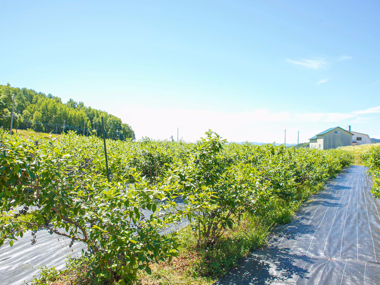 【2025年開催!】ブルーベリー狩り体験