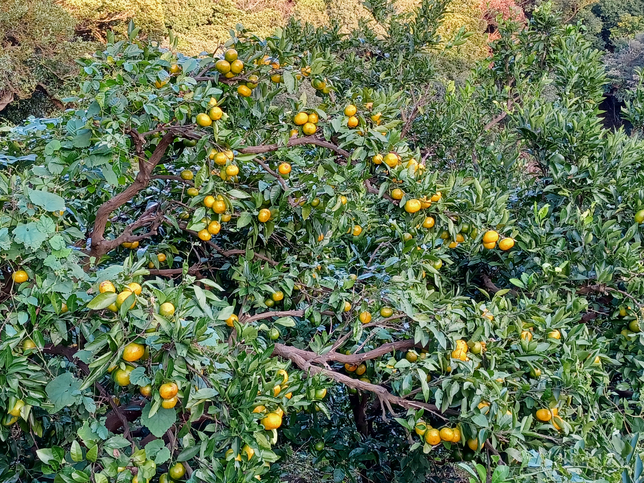 鈴なりのみかん、肌はいまいちだけど、味はピカイチ