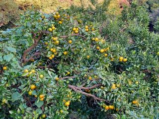 鈴なりのみかん、肌はいまいちだけど、味はピカイチ