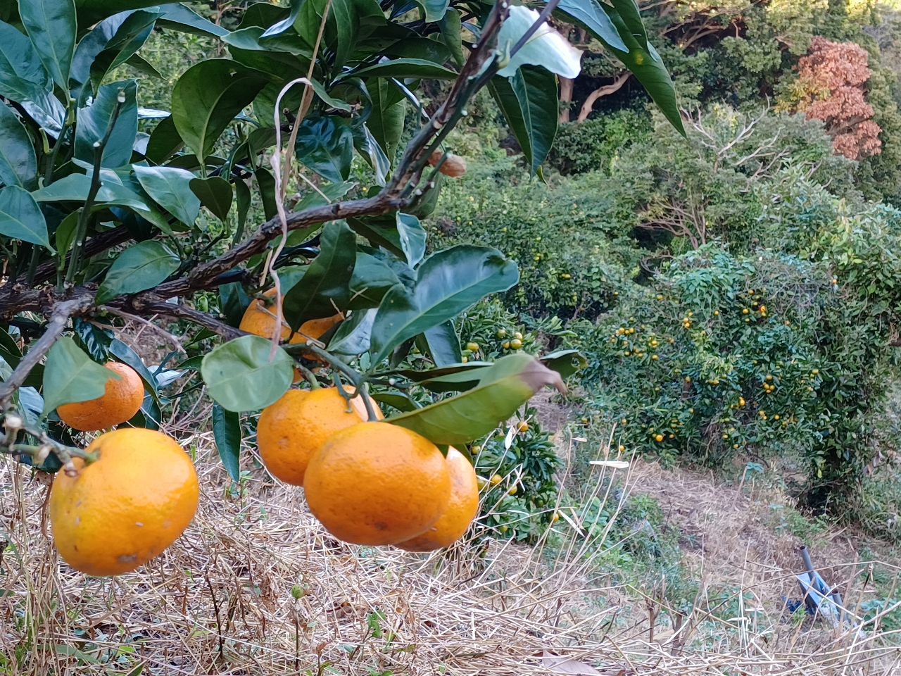 見るだけでうまいってわかる(笑)