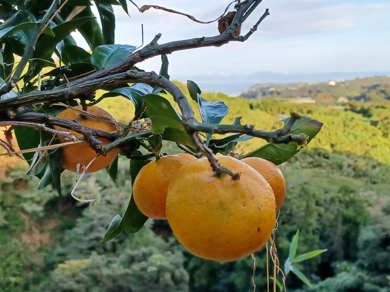 うまそうなみかんだ、旬の食べ物を摂取すると体に元気がでる気がする
