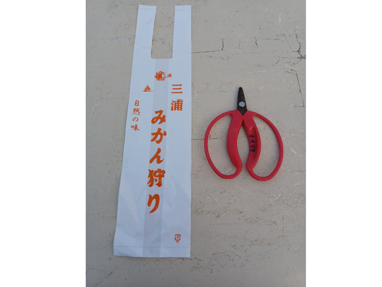 ハサミは貸し出します。袋は1s入る設定です。もいだみかんがお土産だから、袋いっぱい詰めて帰るんだよ