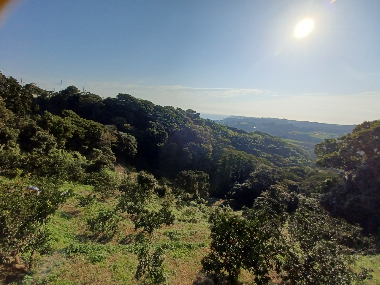 良い天気だとのんびりみかん狩りやって自然と戯れる一日になりそう