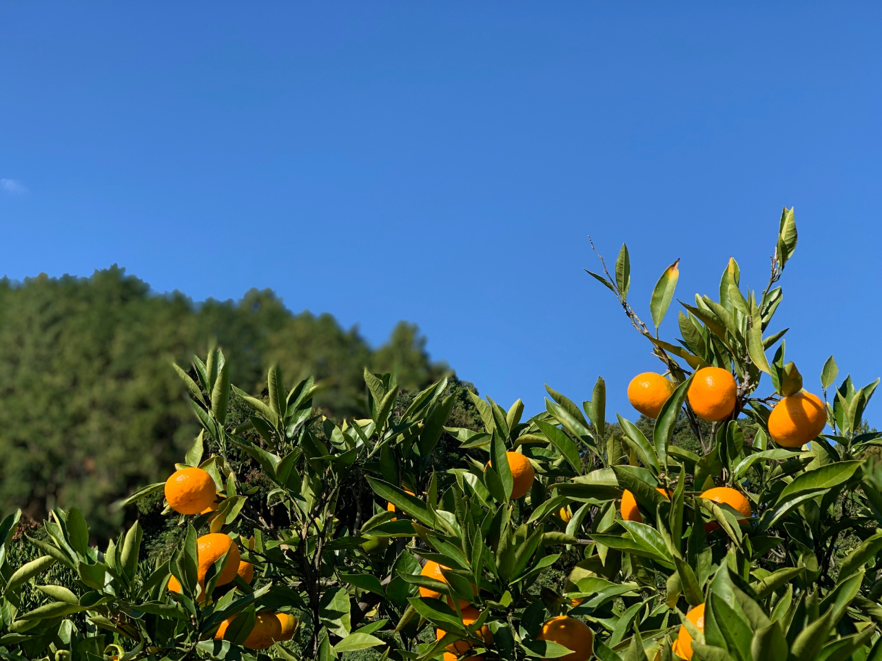 秋〜晩秋の青空の下、みかん狩りはいかがですか?