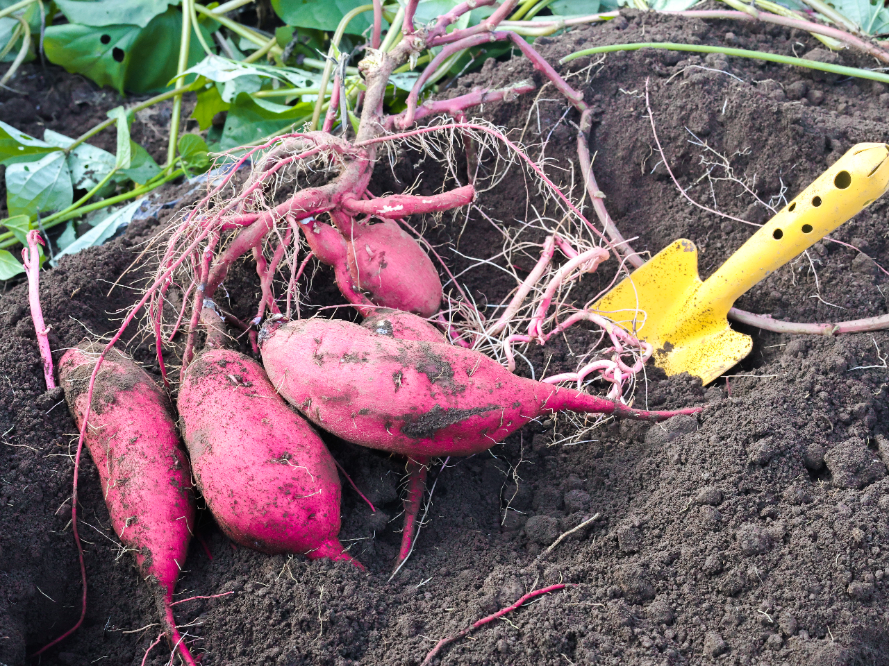 【オリジナルジェラート付!】さつまいも掘り体験♪/ 11月末まで開催!