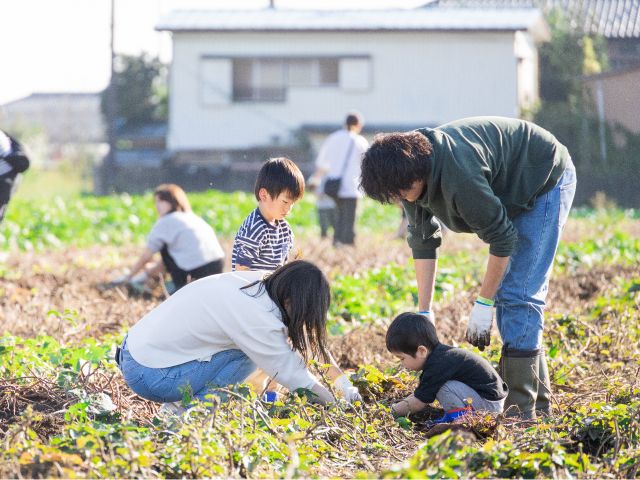 芋掘りの様子