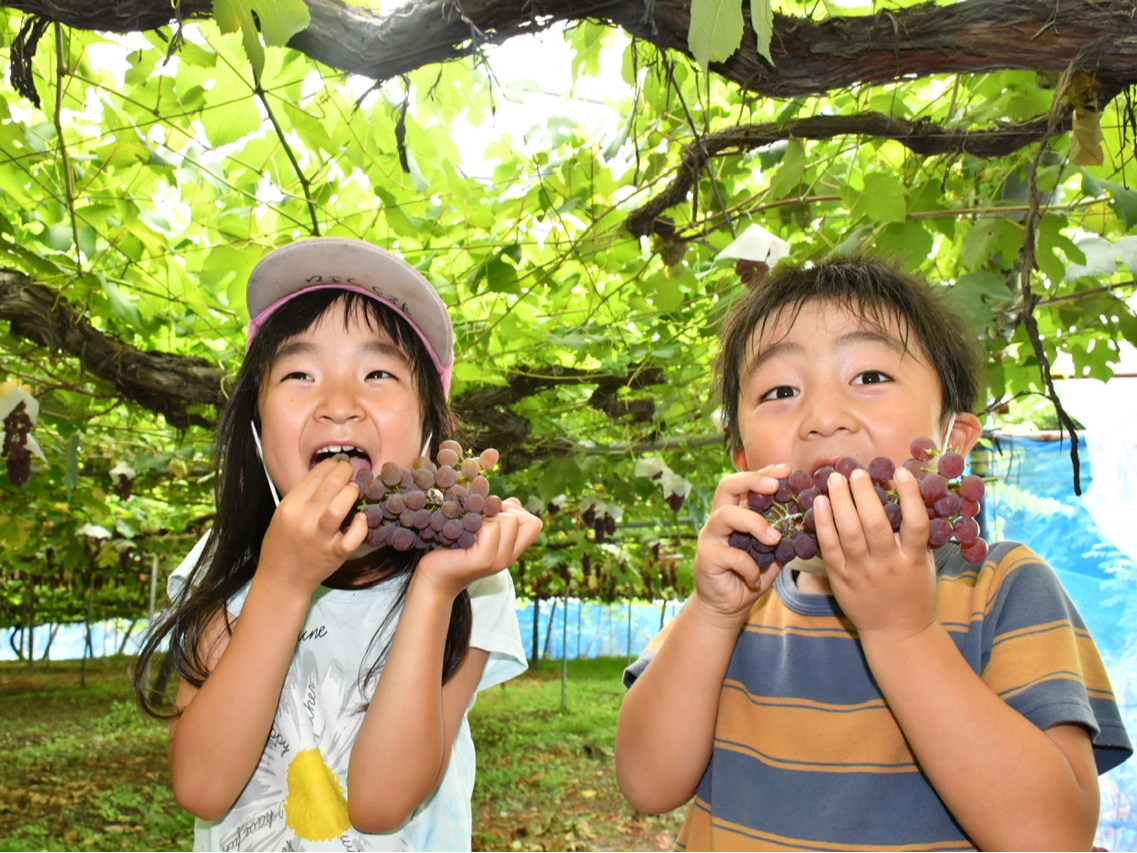 【南陽市・ぶどう狩り】《紫金園》時間無制限・食べ放題プラン!季節の味をお楽しみく...