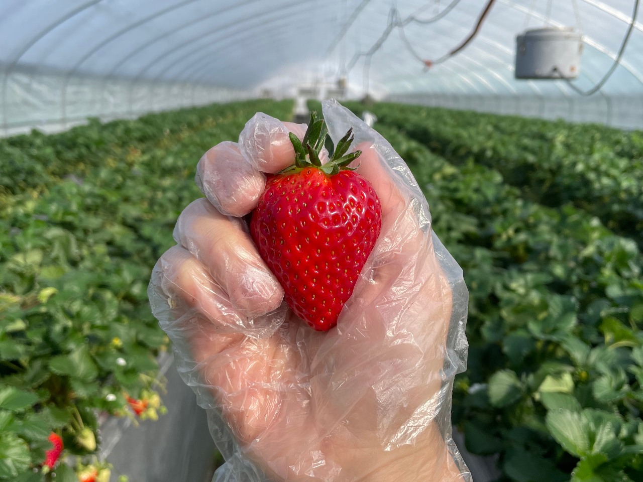 ���܁`���C�`�S�ł��I