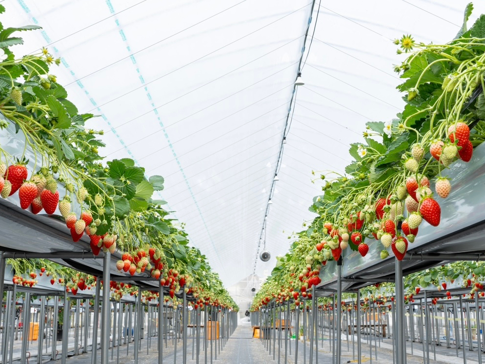 2021�N�x���s�[�g���O�����v���Ŋ����܂ɋP���܂����I���肪�Ƃ��������܂���