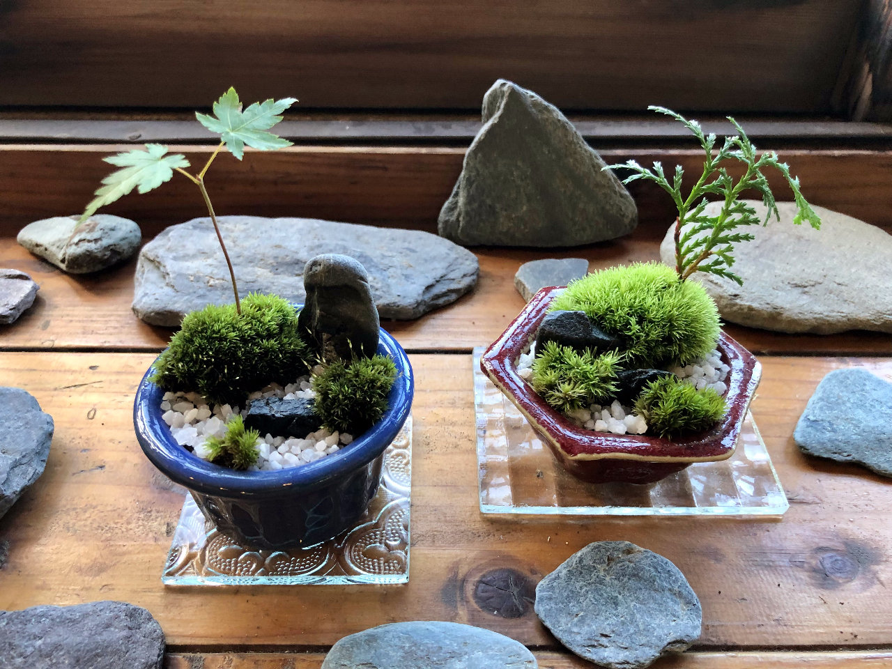 苔庭ワークショップでは、こちらのサイズ(直径約6〜7cm、高さ約4〜5cm)の鉢を使います。植物は、モミジ、ヒノキ、スギなどの実生を植えます。(季節によります)