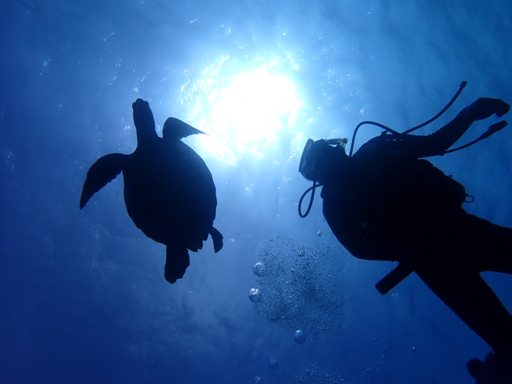 シーライト Sea Lightの割引プラン