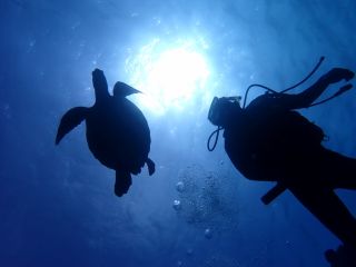 黒島ダイビング 亀