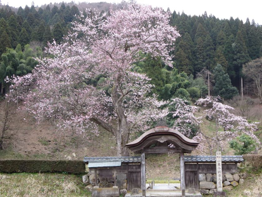 国の三重指定(特別史跡・特別名勝・重要文化財)を受けている一乗谷朝倉氏遺跡の象徴「唐門」