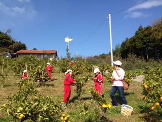 みかん狩りを楽しんでいます♪