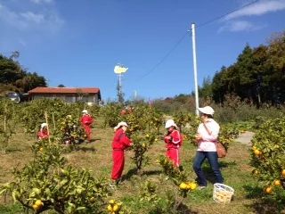 みかん狩りを楽しんでいます♪