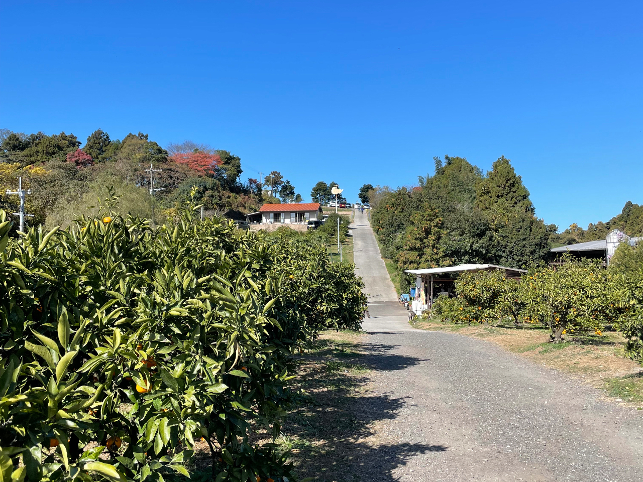農園の風景です♪