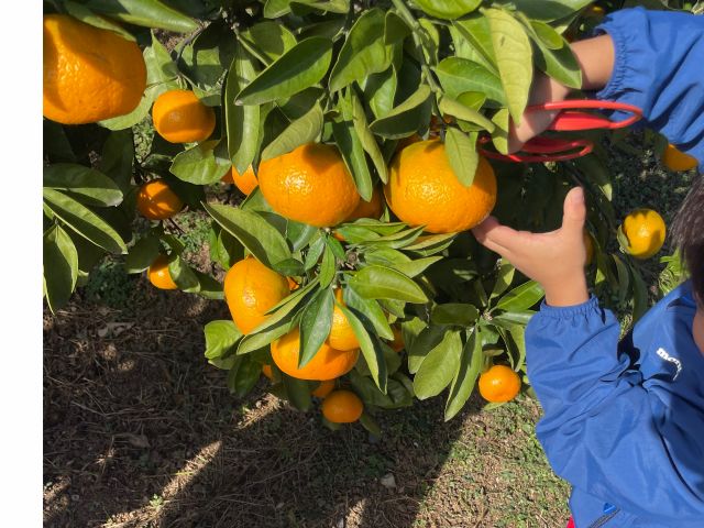 低木栽培だから小さいお子様も楽しんでいただいてます