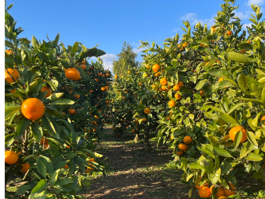 美味しいみかんです♪