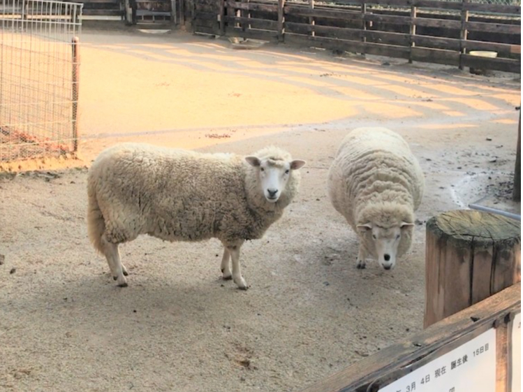 VbvɂԗrAȂ̌ֈAɊĂĂ邩B