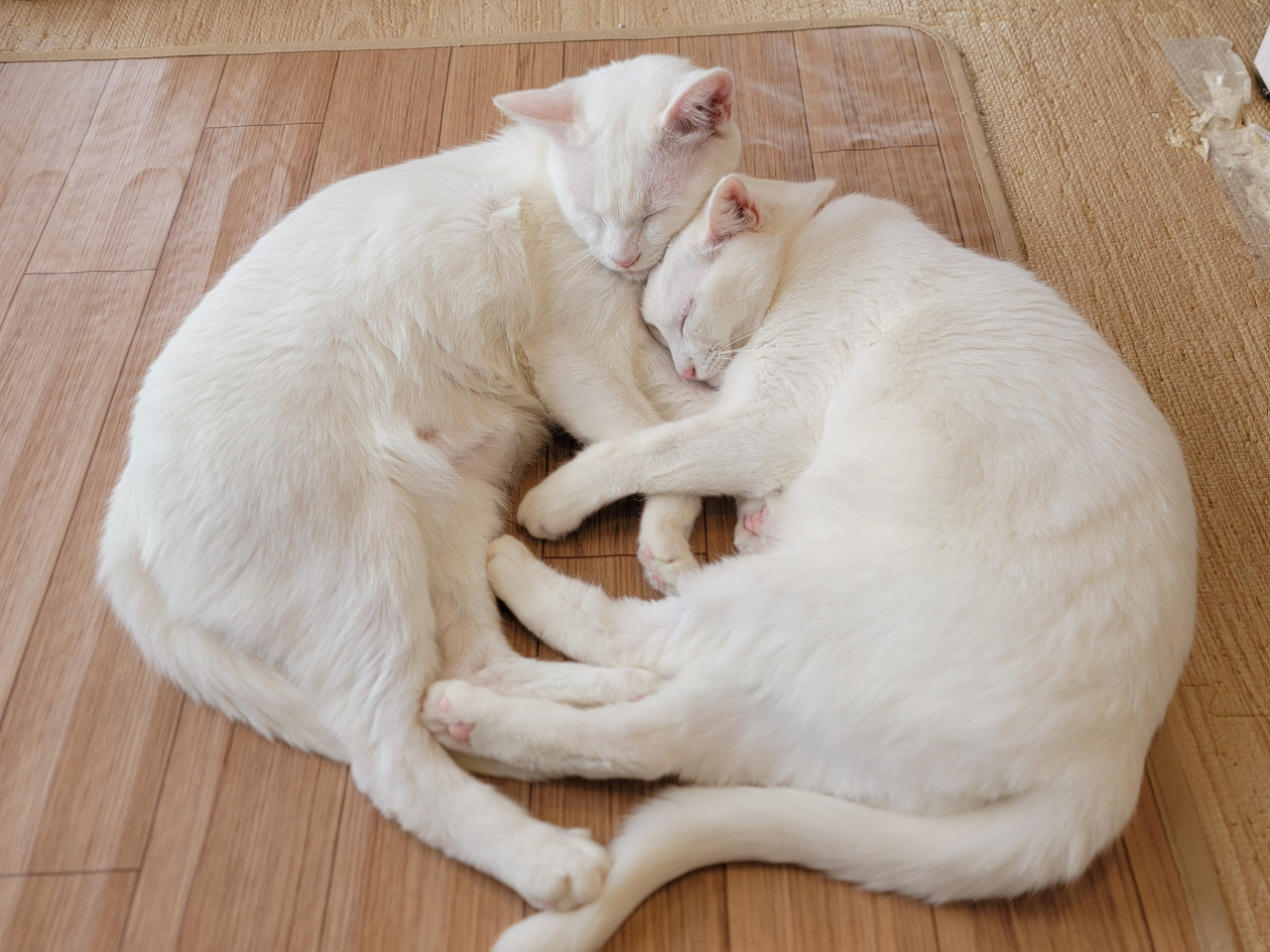 保護猫のスズとラン