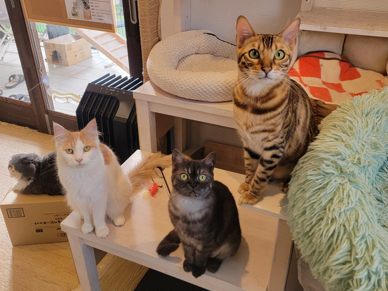 いろいろな純血猫と触れ合えます