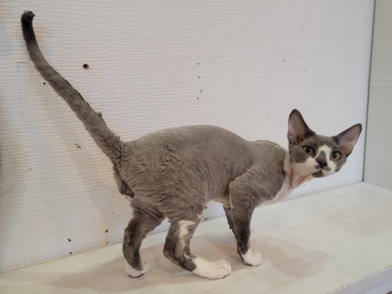 人懐っこいデボンレックスがお待ちしております