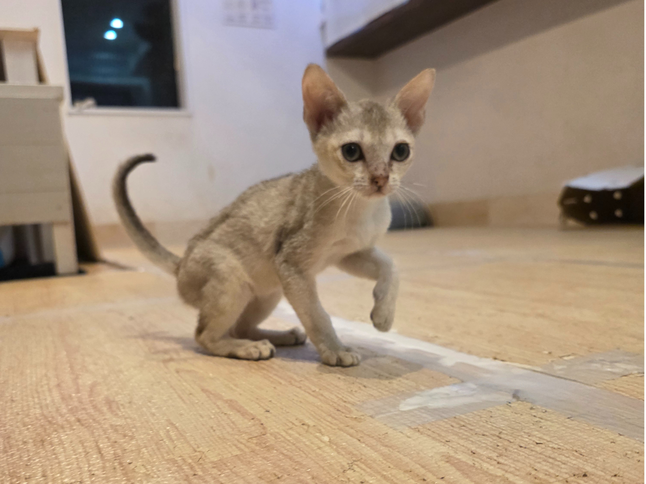 8月11日にシンガプーラの子猫が仲間入り