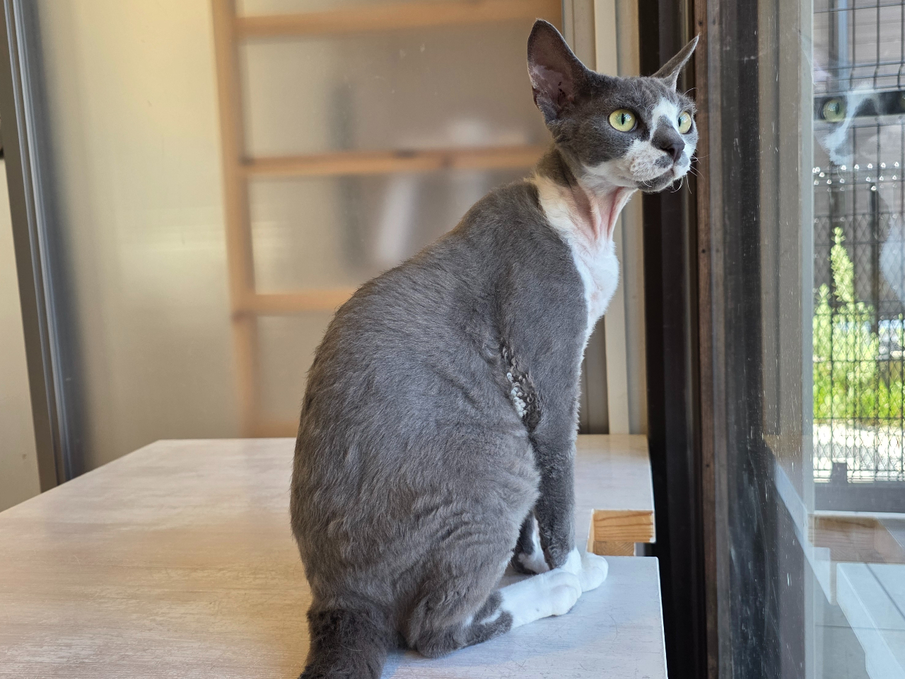 �l���������f�{�����b�N�X�����҂����Ă���܂�