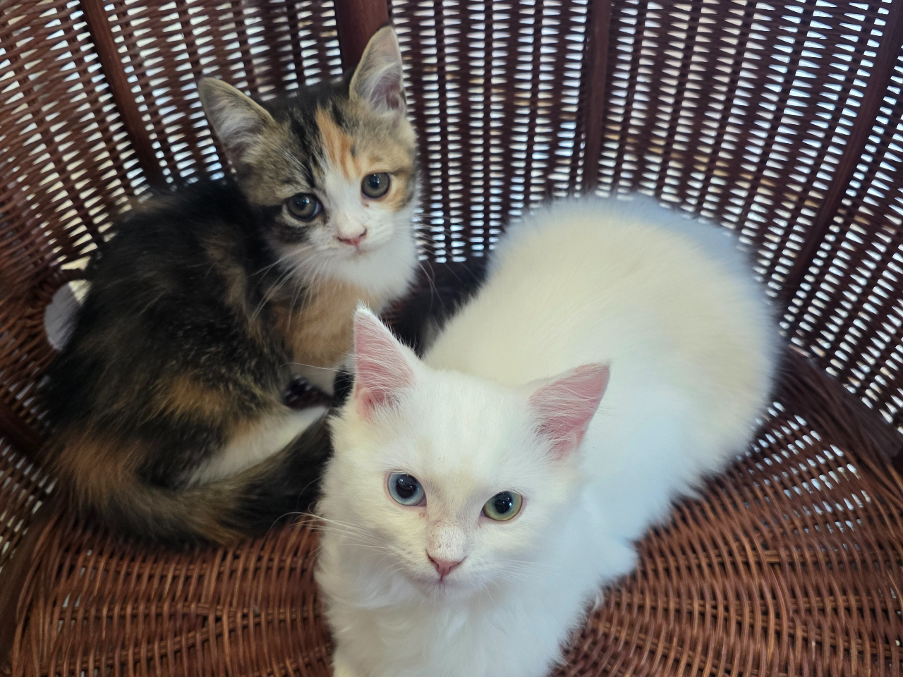 5月～【1時間ソフトドリンクと猫おやつ付き☆】かわいい猫ちゃんたち