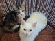 2月9日にマンチカン子猫が仲間入り