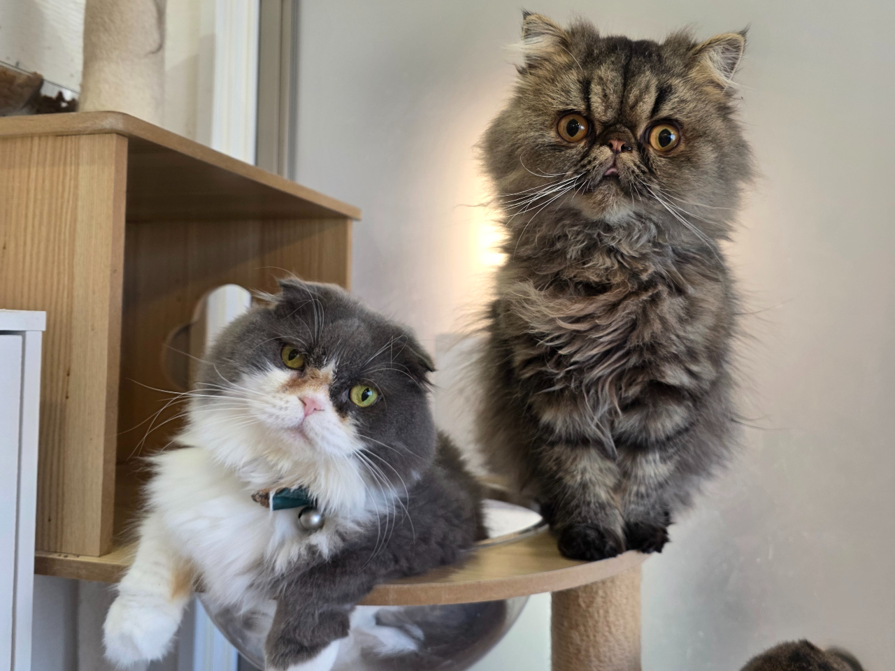 5月～【1時間ソフトドリンクと猫おやつ付き☆】かわいい猫ちゃんたち
