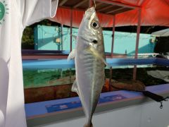 館山 南房総のレジャー 体験ランキングtop10 じゃらんnet