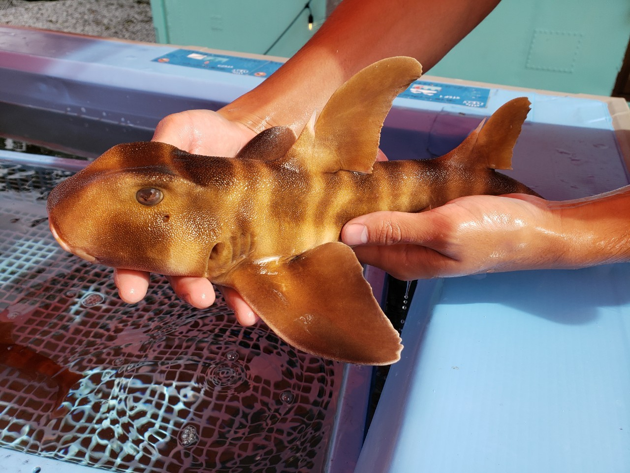 LTjł܂ybgȂ̂ŒނȂł