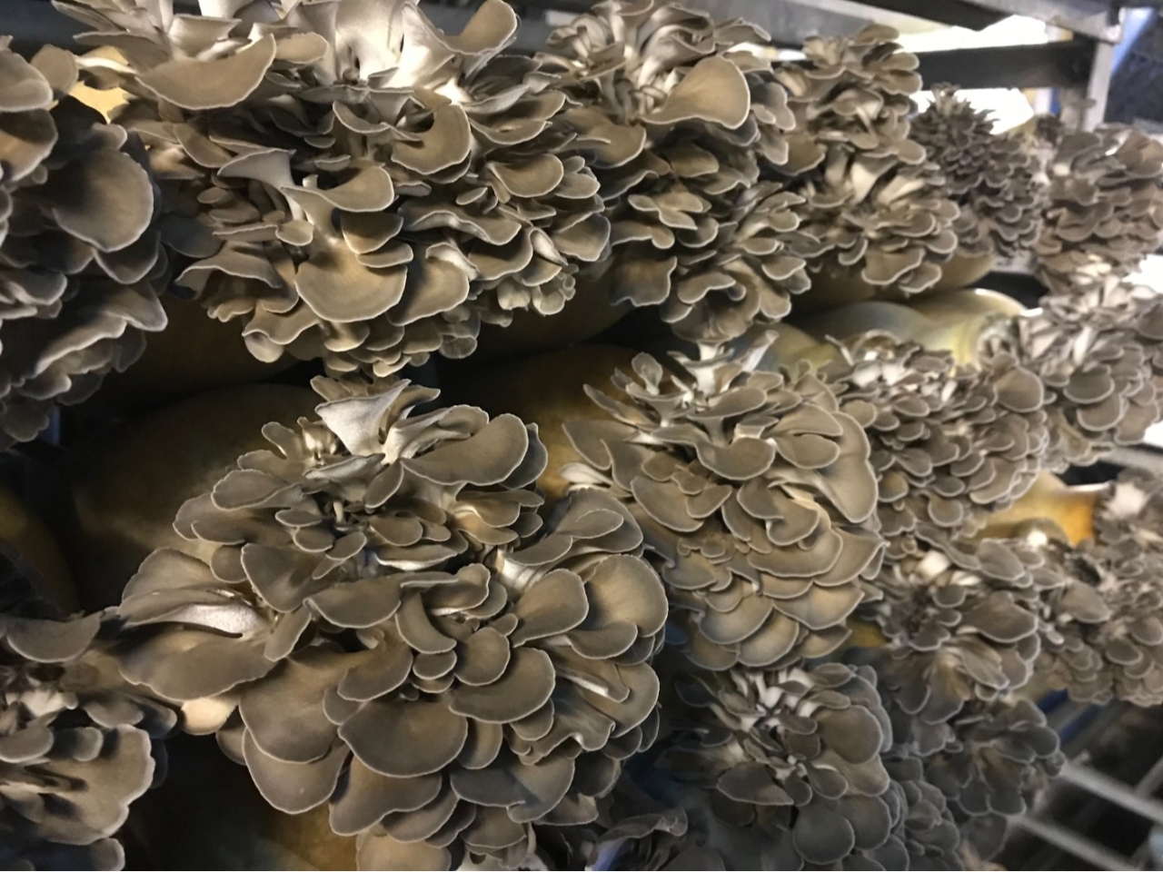 独自の技術により、季節を問わず生産中