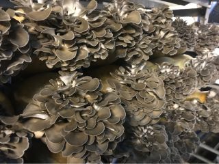 独自の技術により、季節を問わず生産中