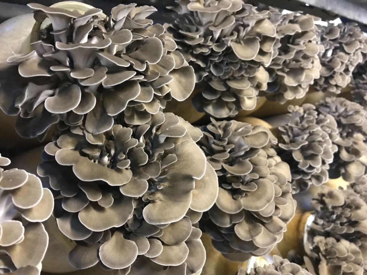 Cɓ̕Ŋy􂠂Ȃ͂ǂɂH